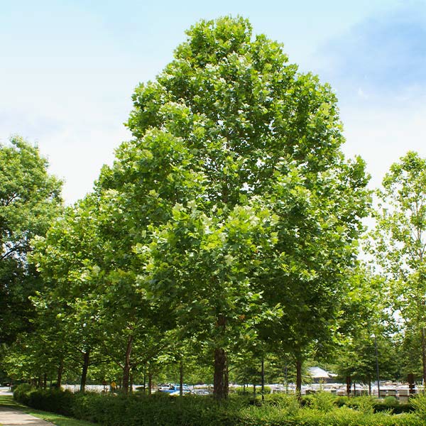 American linden tree